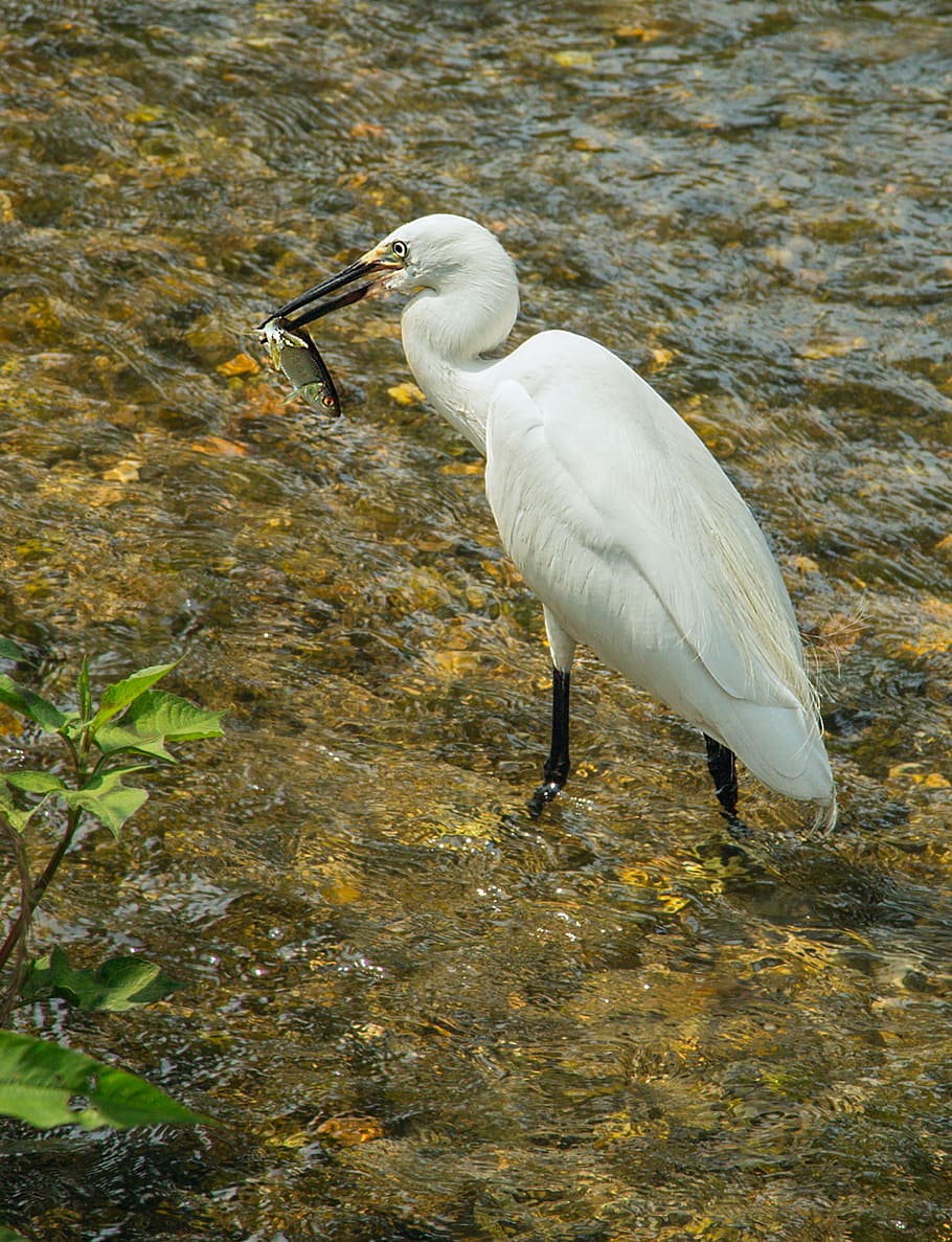 bird, egret, fish, river, eats, green grass, beak, green background HD wallpaper
