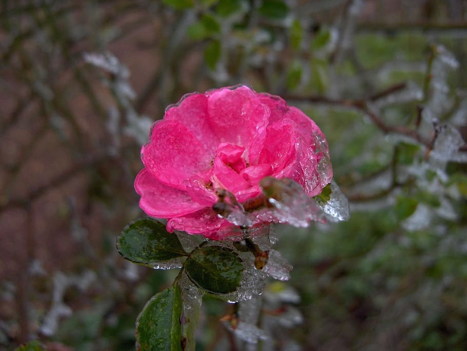 Pink, Frost, Winter, nature, plant, flower, petal, close-up HD wallpaper