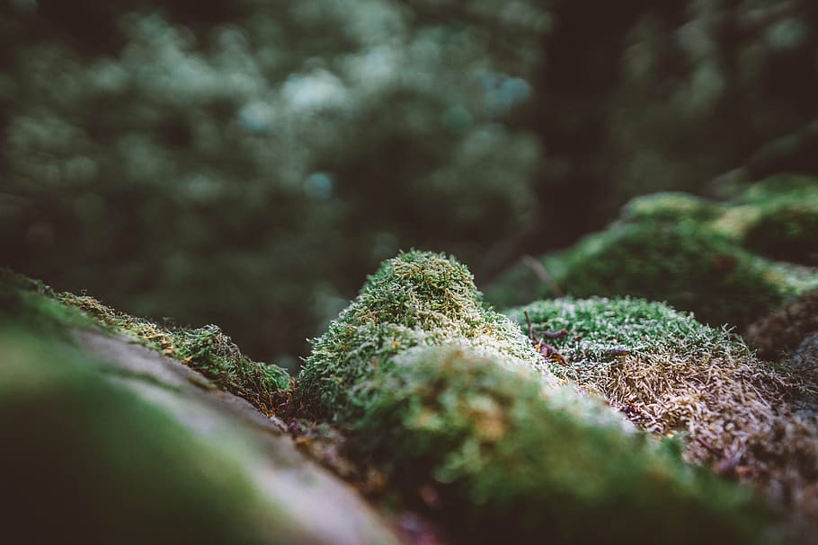closeup photo of a stone with moss, green, grass, blur, bokeh HD wallpaper