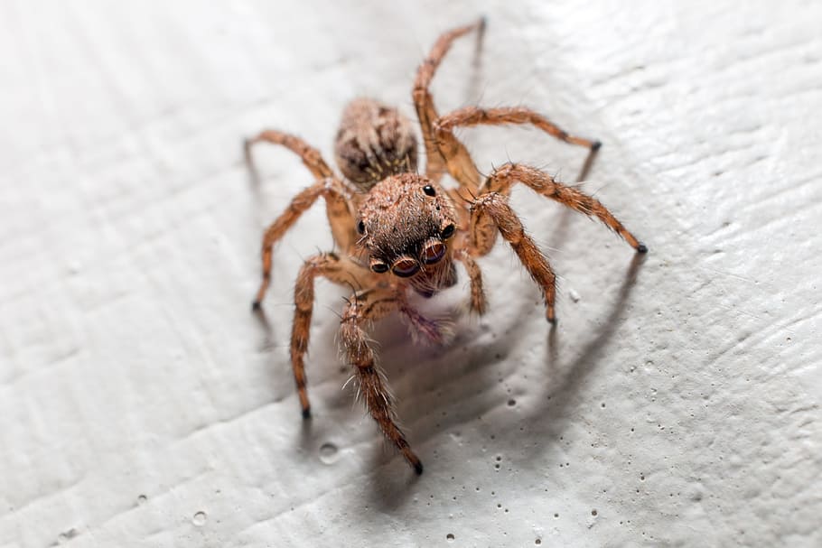Spider, Macro, Insects, Jump, the spider, spider jump, close HD wallpaper