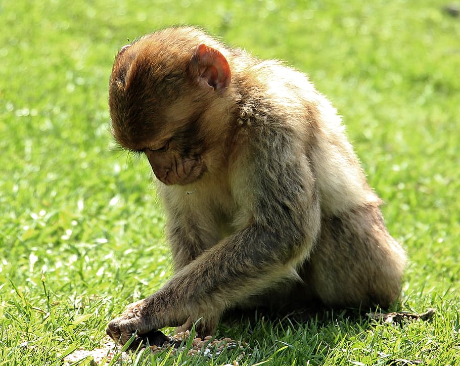 barbary ape, monkey, primate, young animal, nature, thinking, HD wallpaper