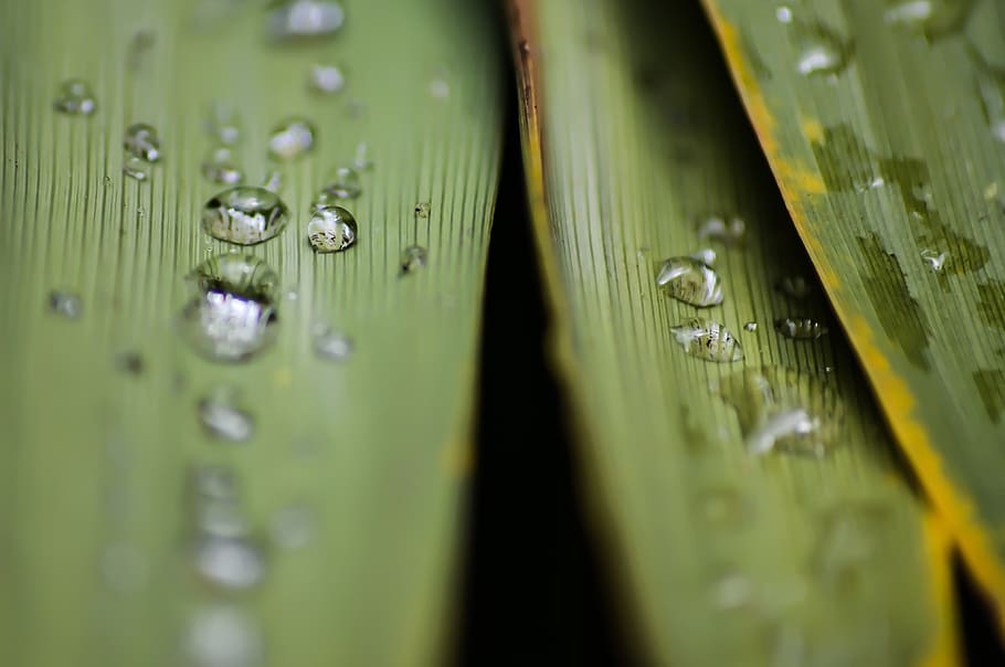 leaf, water, macro, wet, drop, close-up, selective focus, green color HD wallpaper