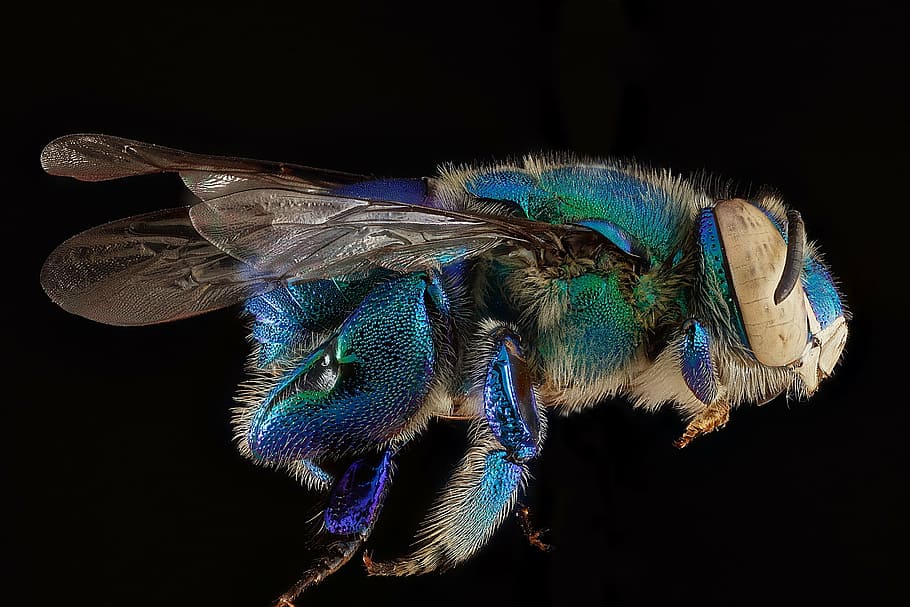 bottle fly, orchid bee, macro, insect, dilemma bee, wings, male HD wallpaper
