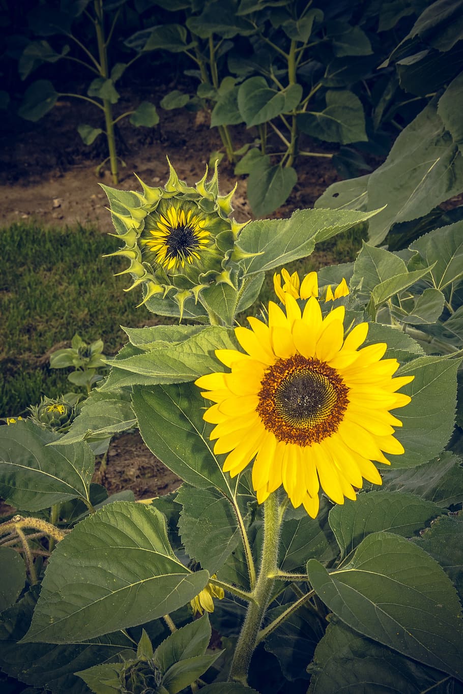 Sun Flower, Blossom, Bloom, Close, yellow, helianthus, asteraceae HD wallpaper