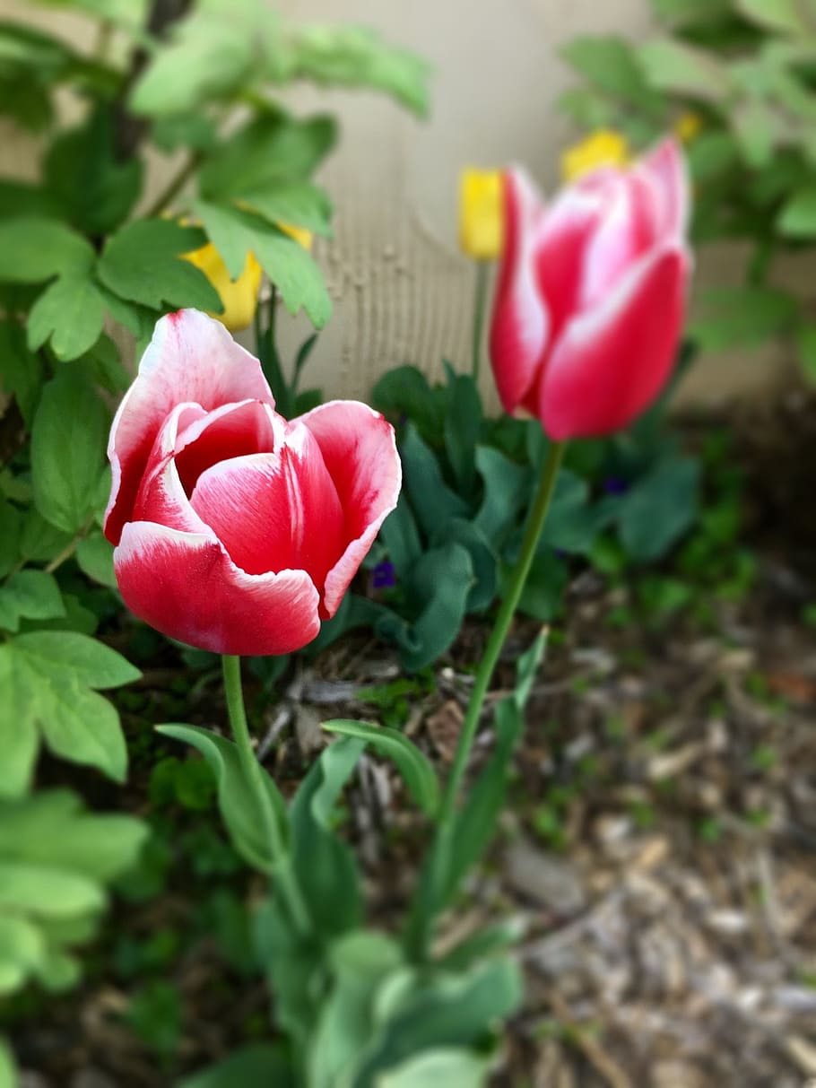 tulip, flower, red, spring, bloom, blooming, nature, plant HD wallpaper