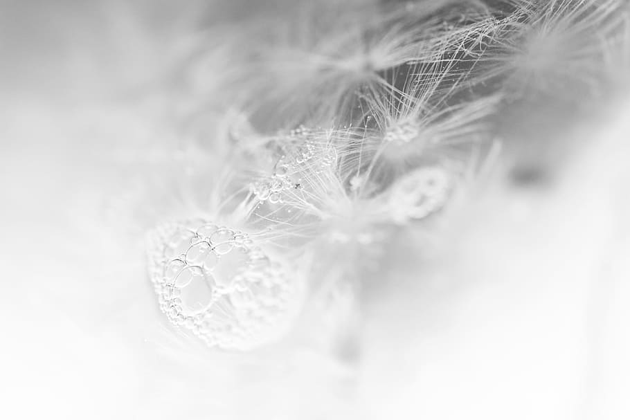 untitled, dandelion, air bubbles, cold, frozen, flower, blossom, HD wallpaper