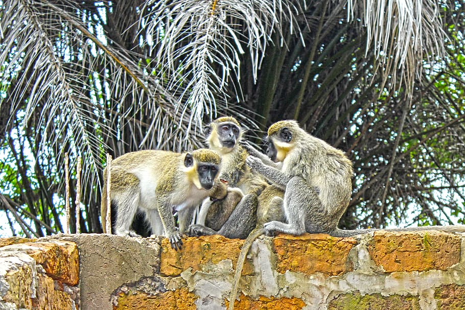 monkeys, wildlife, animals, cute, nature, tropical, sitting, HD wallpaper