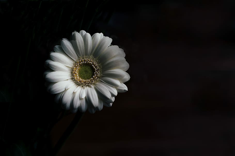 white daisy flower, closeup photography of white Gerbera flower HD wallpaper
