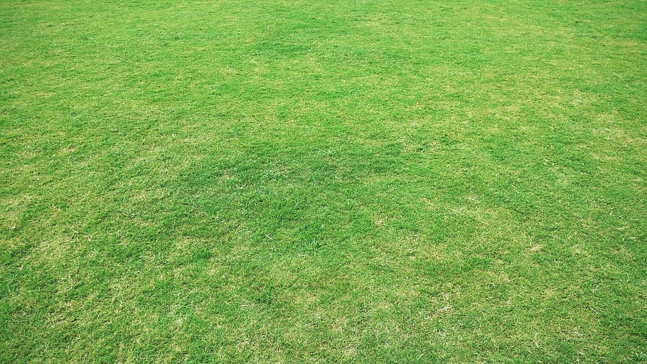 green grass field, background, backgrounds, desktop backgrounds HD wallpaper