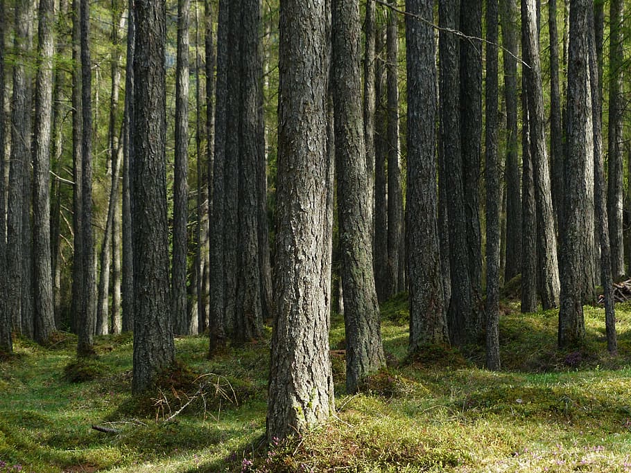 tree at daytime close-up photo, larch forest, tree trunks, strains HD wallpaper