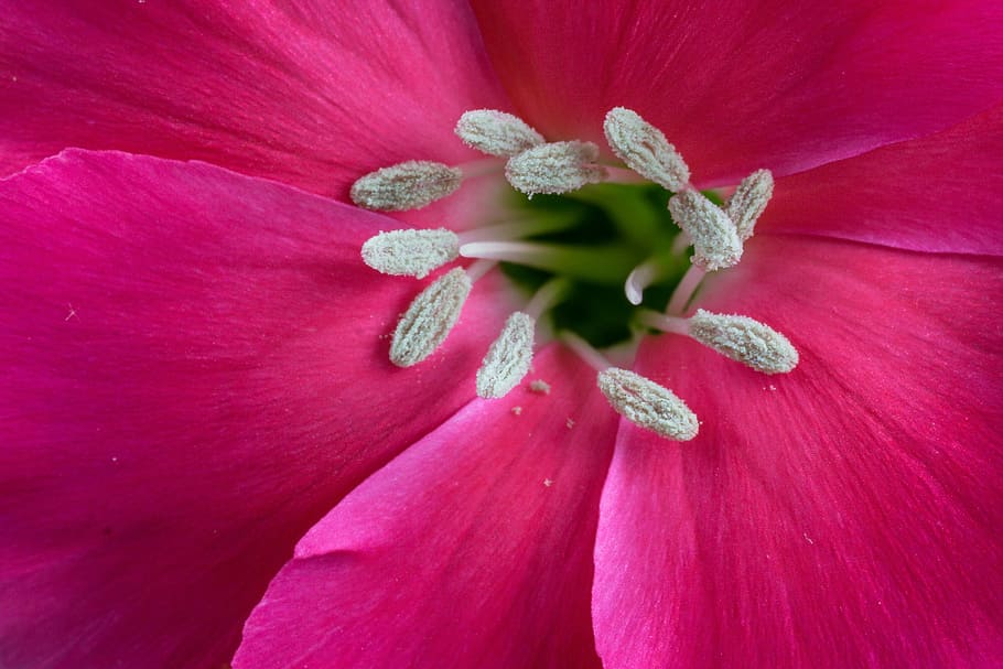 macro, flower, blossom, bloom, close, red, garden, flower macro HD wallpaper