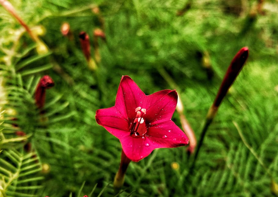 flower, red, nectar, flowering plant, petal, freshness, beauty in nature HD wallpaper