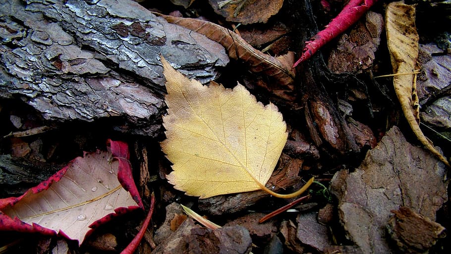 nature, leaf, autumn, forest, colors, macro, tree, plant part HD wallpaper