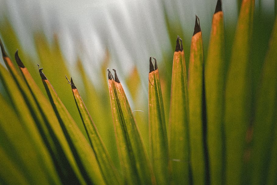 green, leaf, plant, no people, selective focus, beauty in nature HD wallpaper
