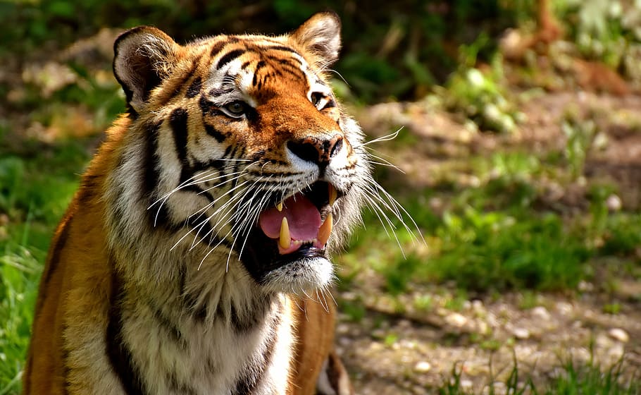 shallow focus photography of tiger, predator, fur, beautiful HD wallpaper