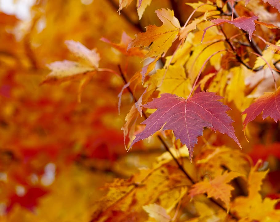 closeup photo of maple leaves, fall, autumn, orange, red, halloween HD wallpaper