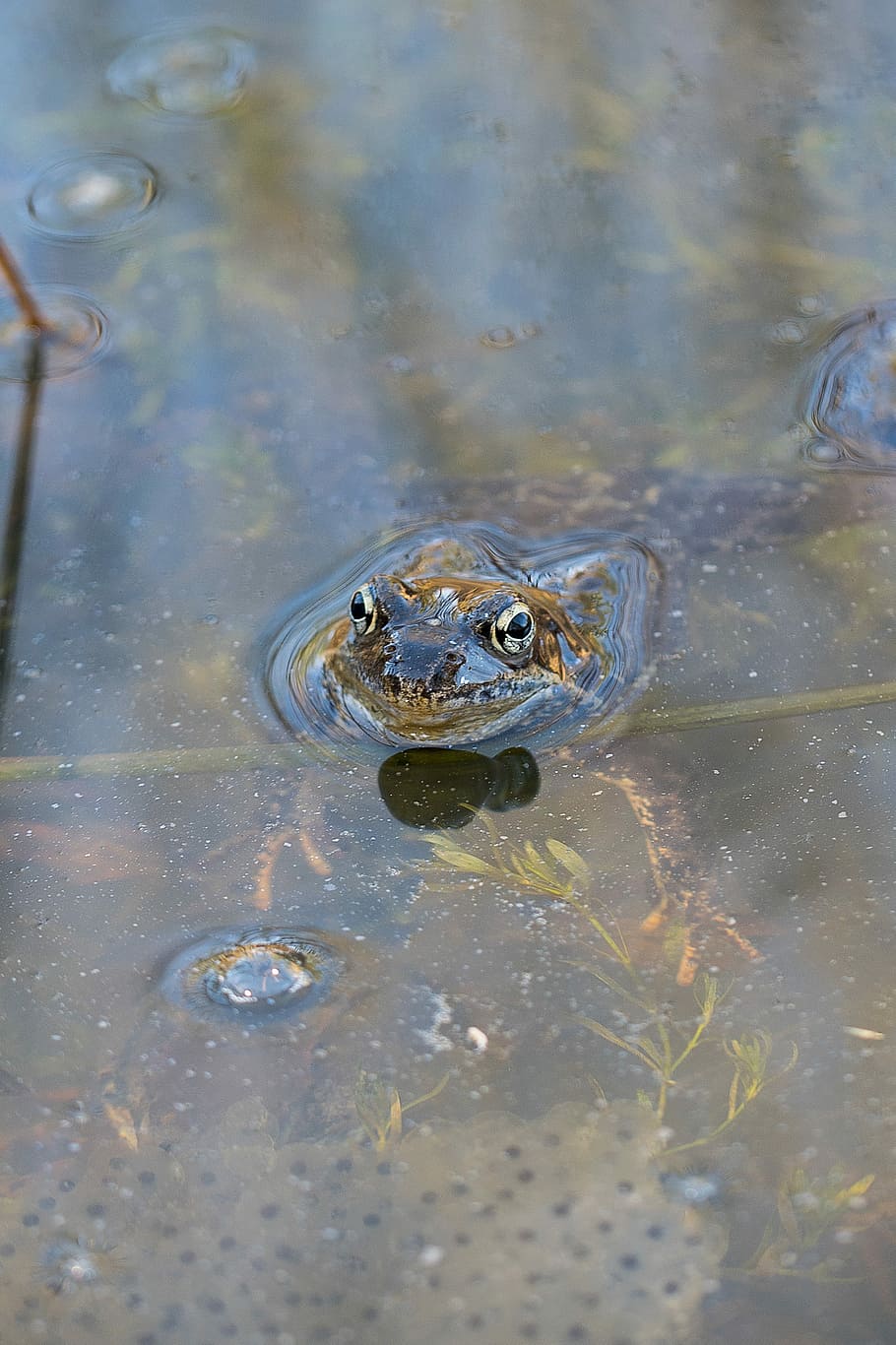 Frog, Spawning, Water, Spring, Nature, watch, protect, one animal HD wallpaper