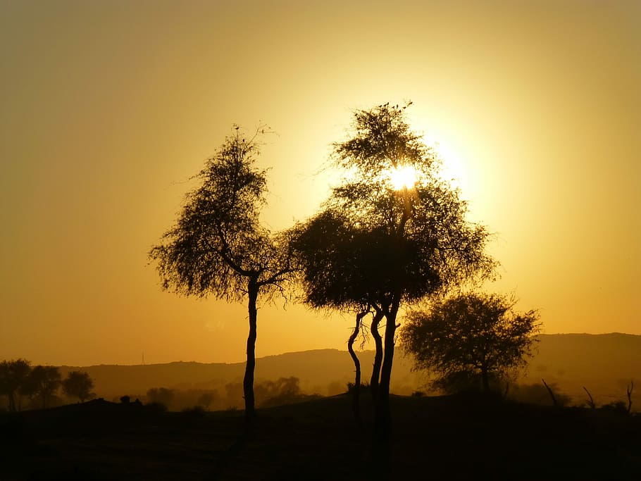 desert, evening, plant, tree, silhouette, sunset, sky, beauty in nature HD wallpaper