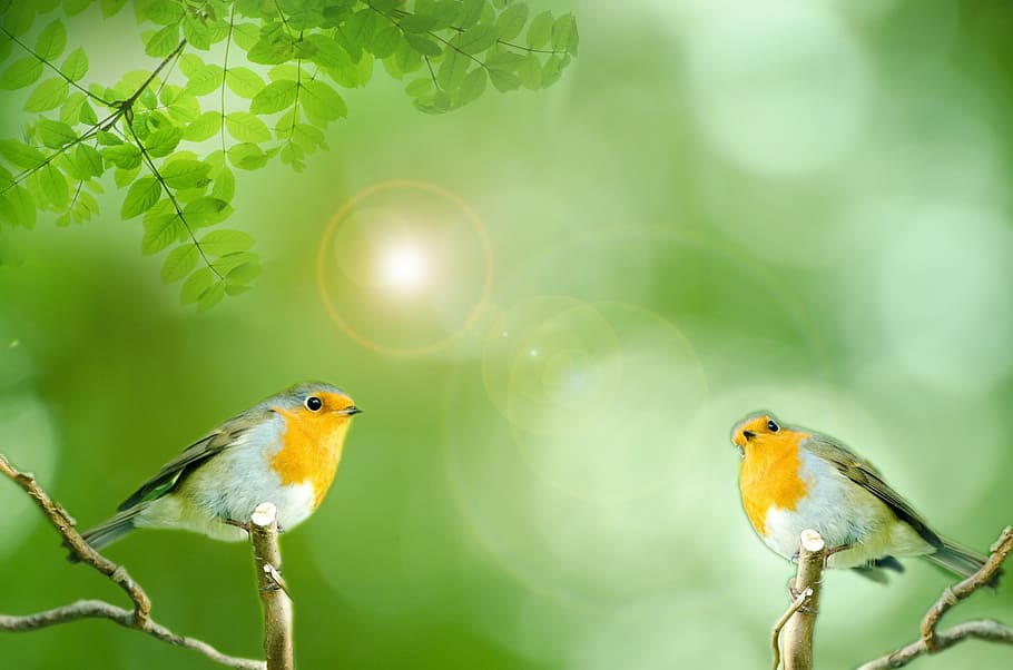 bird, green, animals, aviator, wild, small, robin, sun, sunshine HD wallpaper