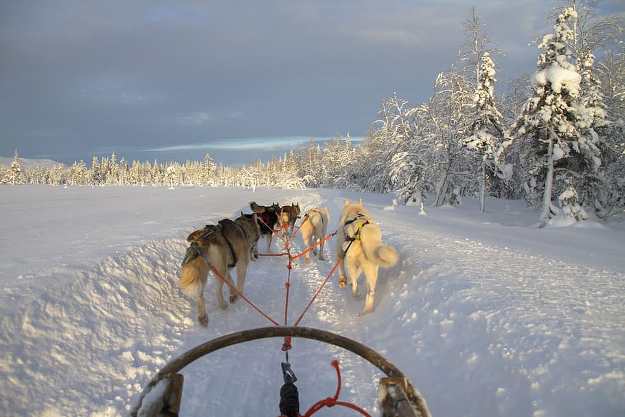 wolves pulling kart, finland, lapland, wintry, dog sled, snow, HD wallpaper