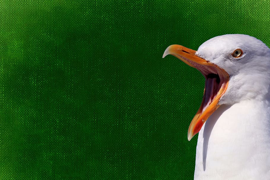 seagull, bird, feather, fly, wing, background, funny, animal themes HD wallpaper