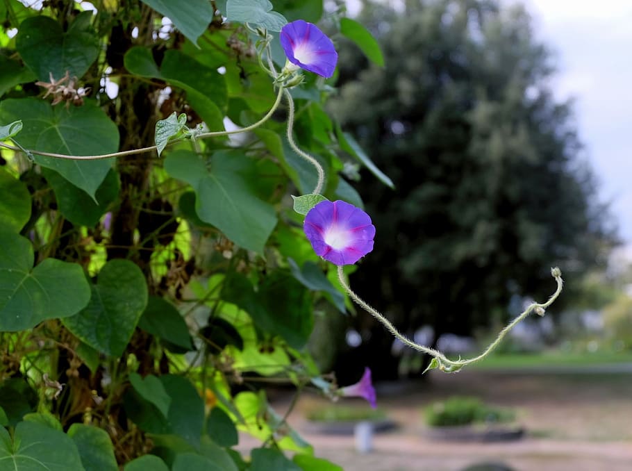climber, creeper, bloom, violet, purple, flowers, park, art HD wallpaper