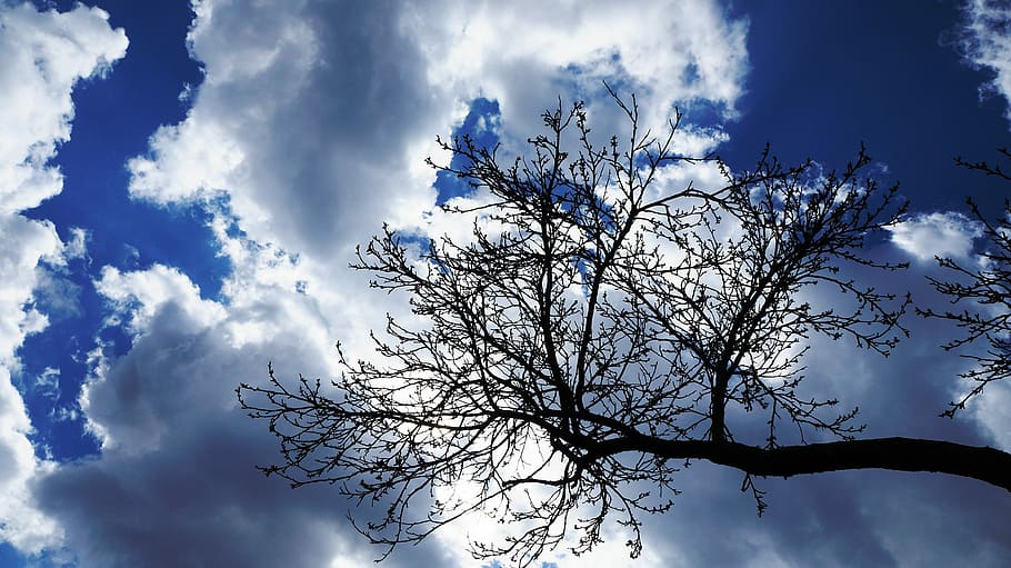 Sky, Clouds, Blue, Tree, Nature, Plant, branches, low angle view HD wallpaper