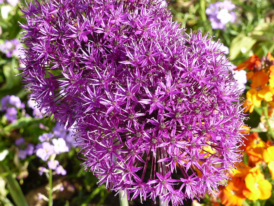 flowers, alium, violet, flowering plant, freshness, vulnerability HD wallpaper