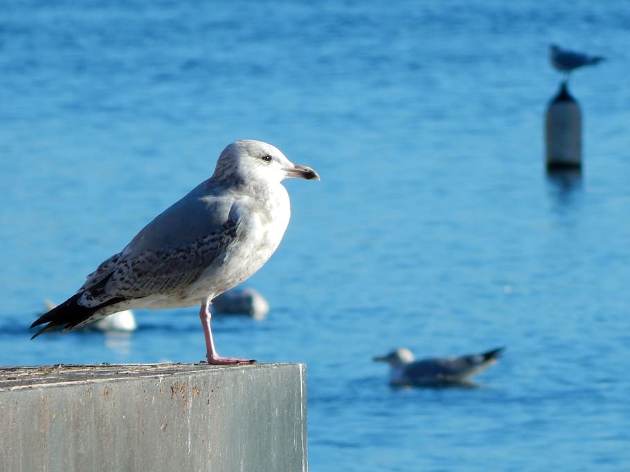 bird, seagull, port, albatros, dublin, ireland, ave, animal themes HD wallpaper