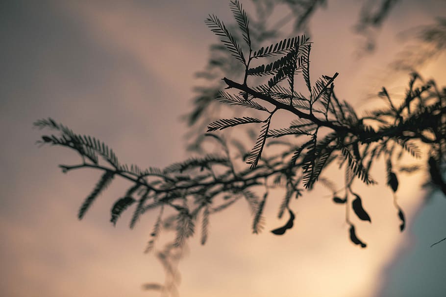 selective focus photo of green leafedplant, selective focus photography of pine tree HD wallpaper