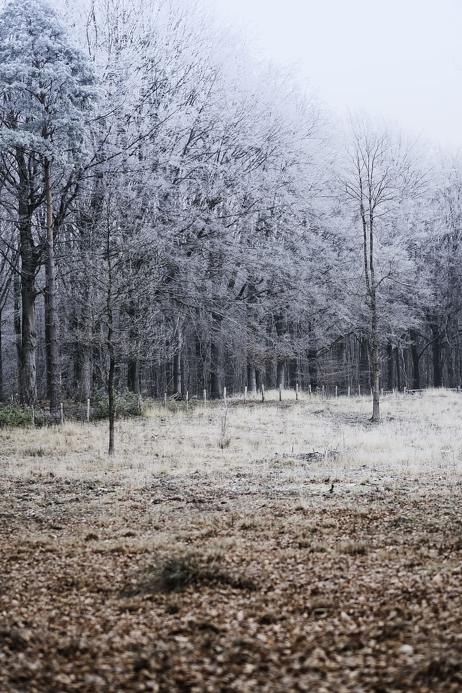 snow-covered trees during daytime, landscape photography of trees covered with snow HD wallpaper