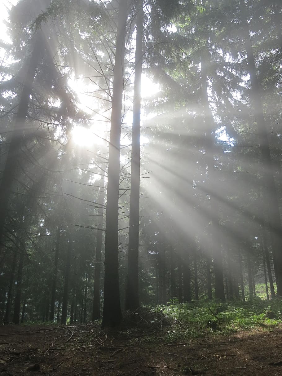 forest, shine, sun, rays, sunshine, tree, plant, land, tranquility HD wallpaper