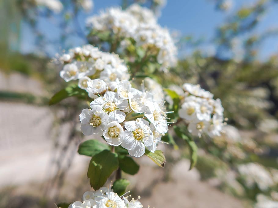 Flower, Macro, flowers, white color, blossom, fragility, nature HD wallpaper