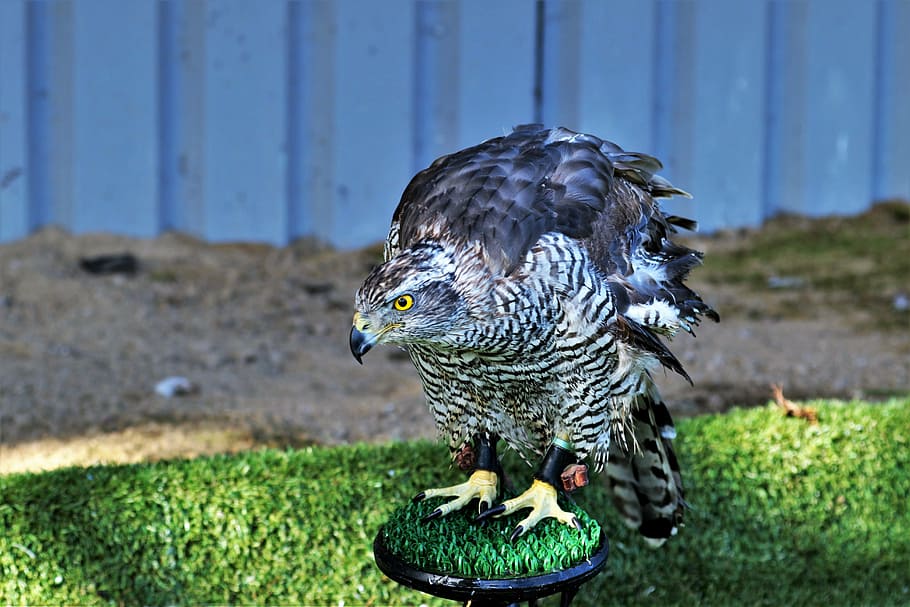 goshawk, bird, wildlife, animal, raptor, hunter, beak, prey HD wallpaper