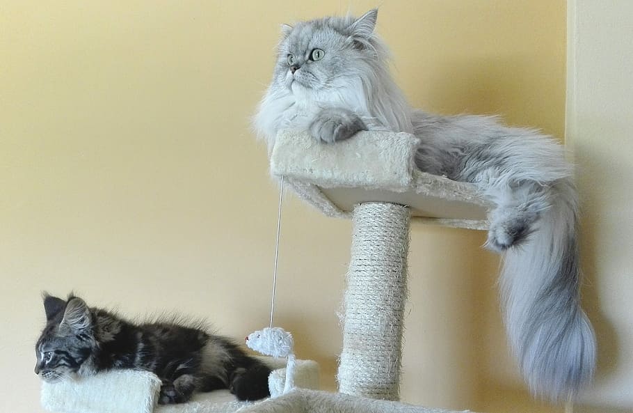 Persian Cats, Persian Chinchilla, silver shaded, hairy cats, mainecoon