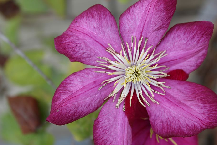 Flower, Flora, Close, Nature, Summer, macro, garden, garden flower HD wallpaper