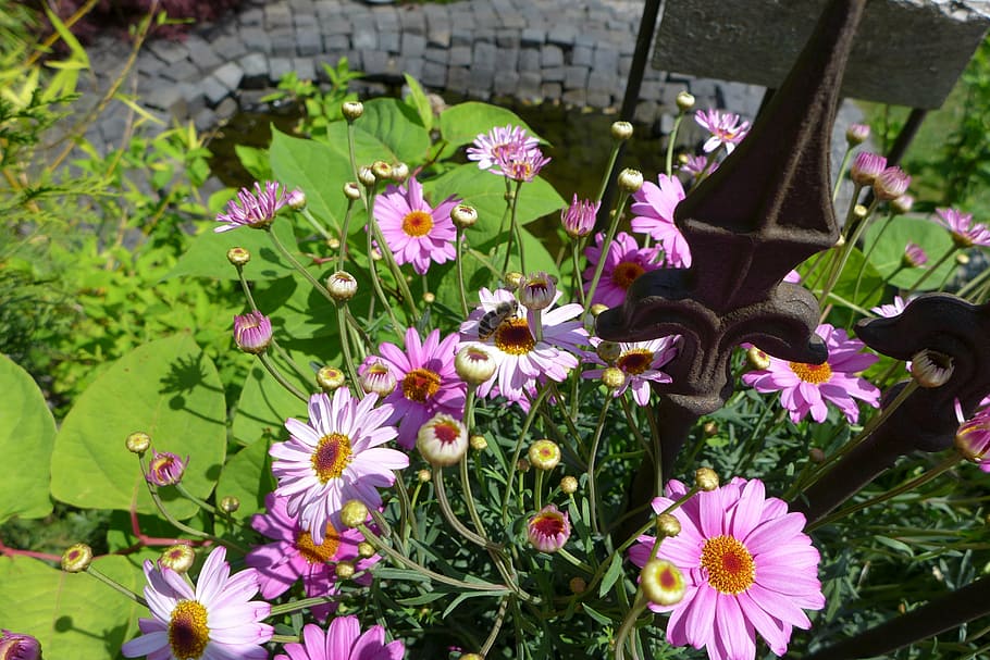 flowers, bee, blossom, bloom, insect, spring, pollination, color HD wallpaper