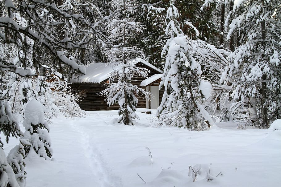 trees covered with snow during daytime, winter, cabin, cold HD wallpaper