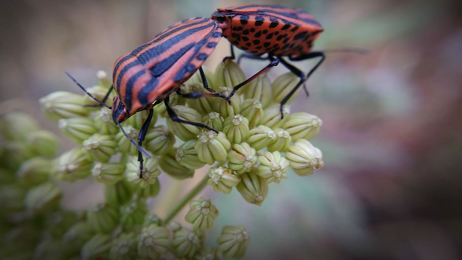 Macro, Plants, Insects, Nature, Garden, one animal, animals in the wild HD wallpaper