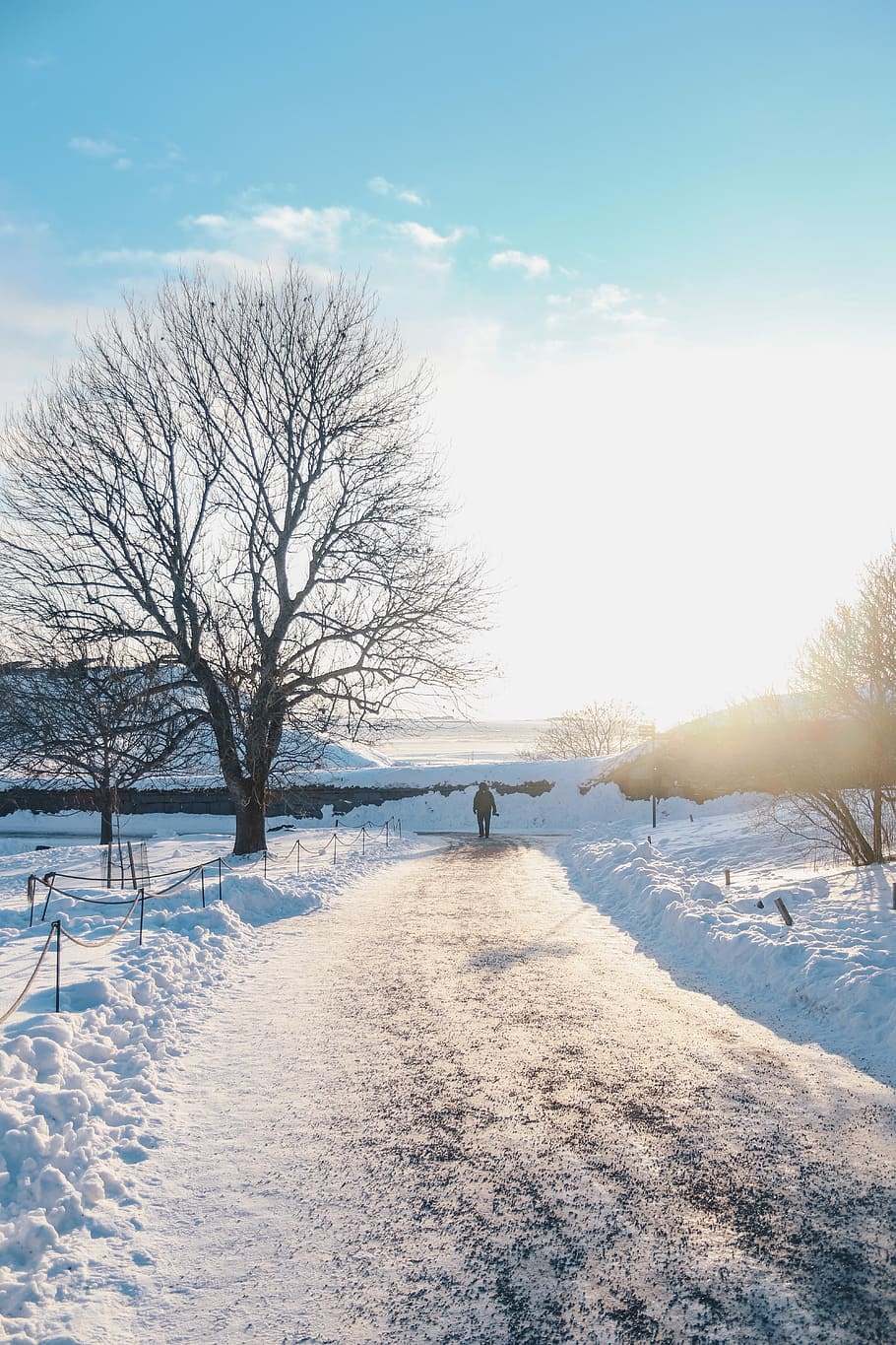 person walking on a snowy path during day time, man standing near bare tree HD wallpaper