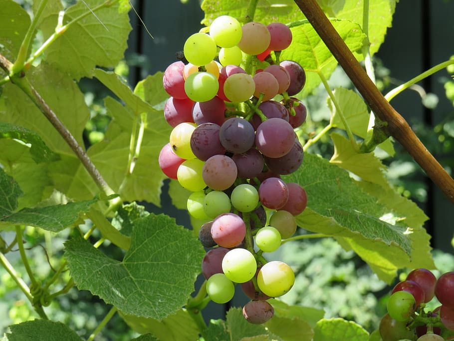 Mars Seedless Grape Vine - 1 Bare Root Live Plant – Hand Picked Nursery