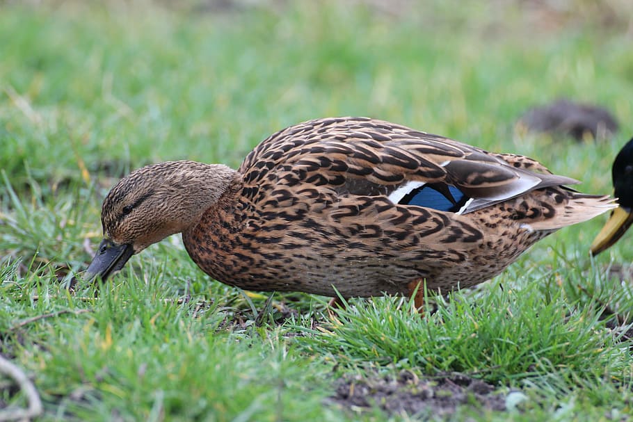 mallard, ducks, animals, bird, water bird, wildlife photography HD wallpaper