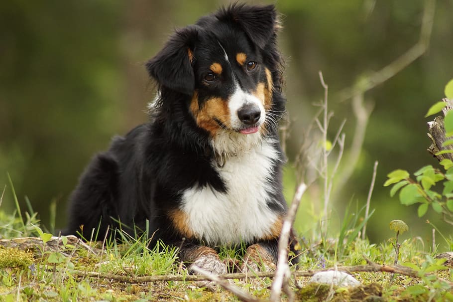 black and white long-coated dog, floor, meadow, forest, quadruped HD wallpaper