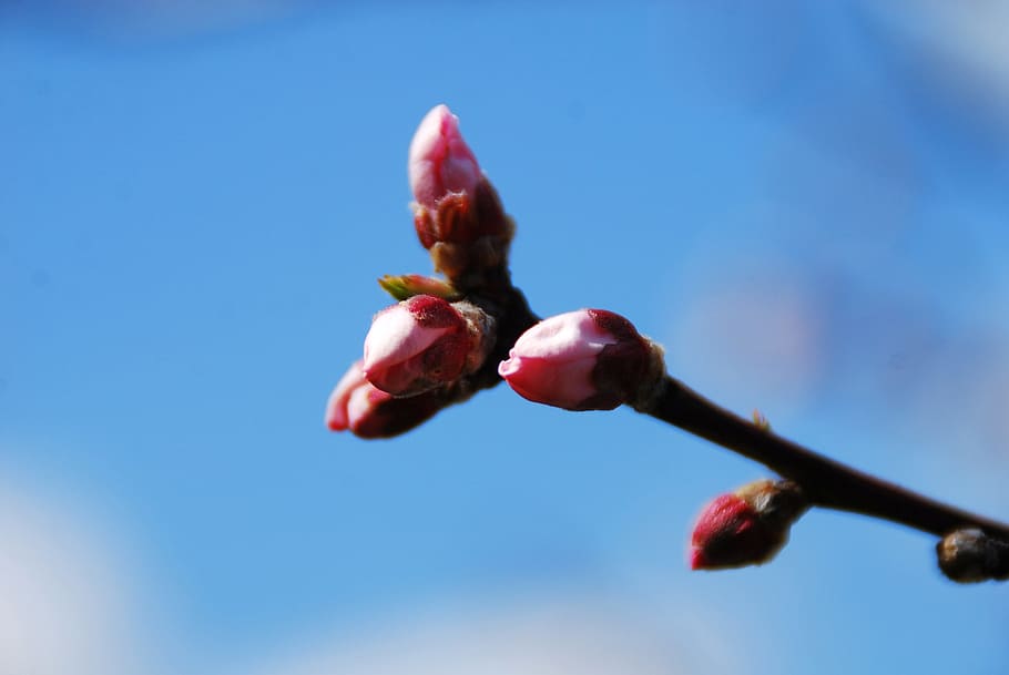 flower, cherry blossoms, spring, nature, branch, floral, japanese HD wallpaper