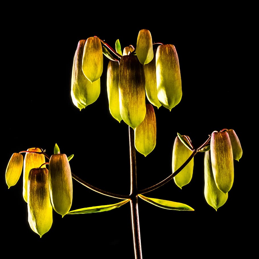 goethe plant, yellow, blossom, bloom, bright, illuminated, exotic, HD wallpaper
