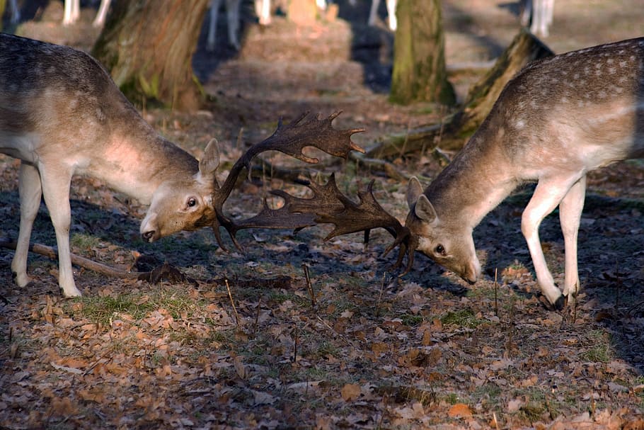 hirsch, fallow deer, forest, nature, animal themes, group of animals HD wallpaper