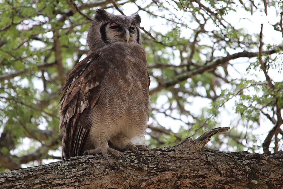 verreaux's, eagle owl, kruger park, south africa, tree, animals in the wild, HD wallpaper
