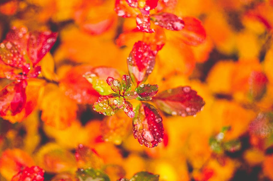 macro photography of red plant, close-up photography of red petaled flower HD wallpaper