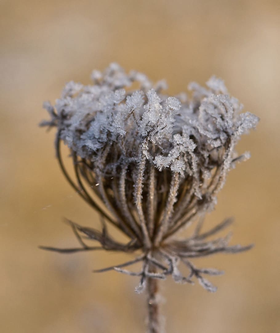 Frost, Ice, Crystals, Wild Carrot, meadow, cold, winter, winter magic HD wallpaper