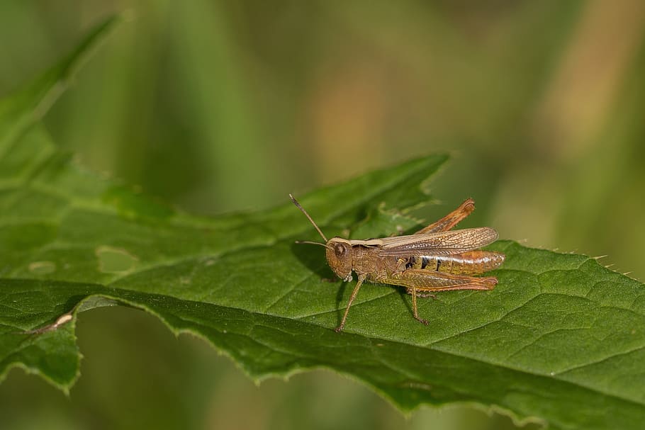 grasshopper, forest, meadow, insect, close, macro, nature, caelifera